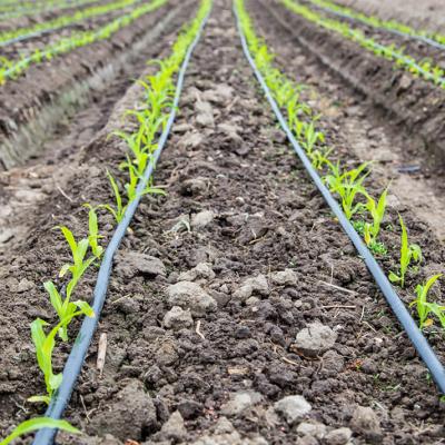 Advantages And Disadvantages Of Drip Irrigation2